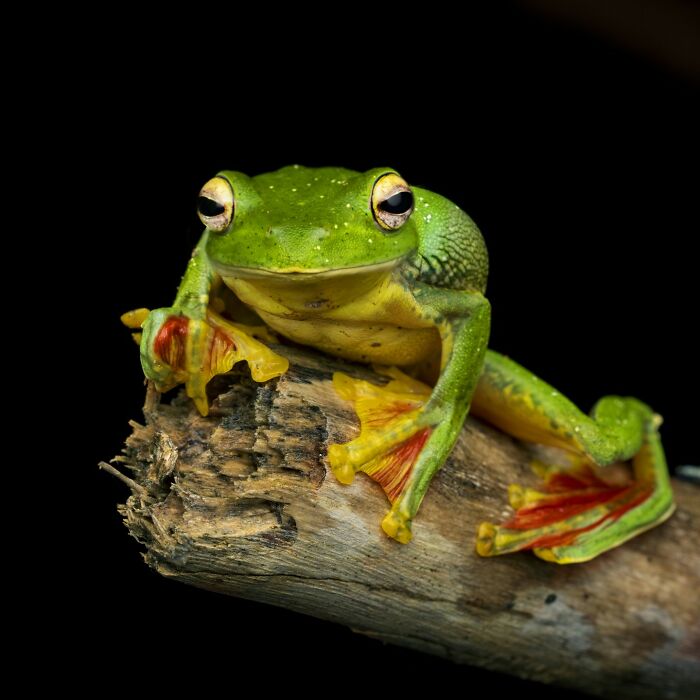 Tiny Wonders: Biju Pb’s Stunning Macro Photography Of Frogs