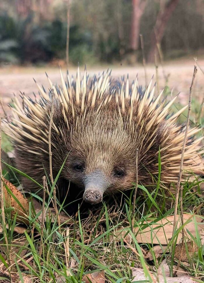 A Friendly Echidna 