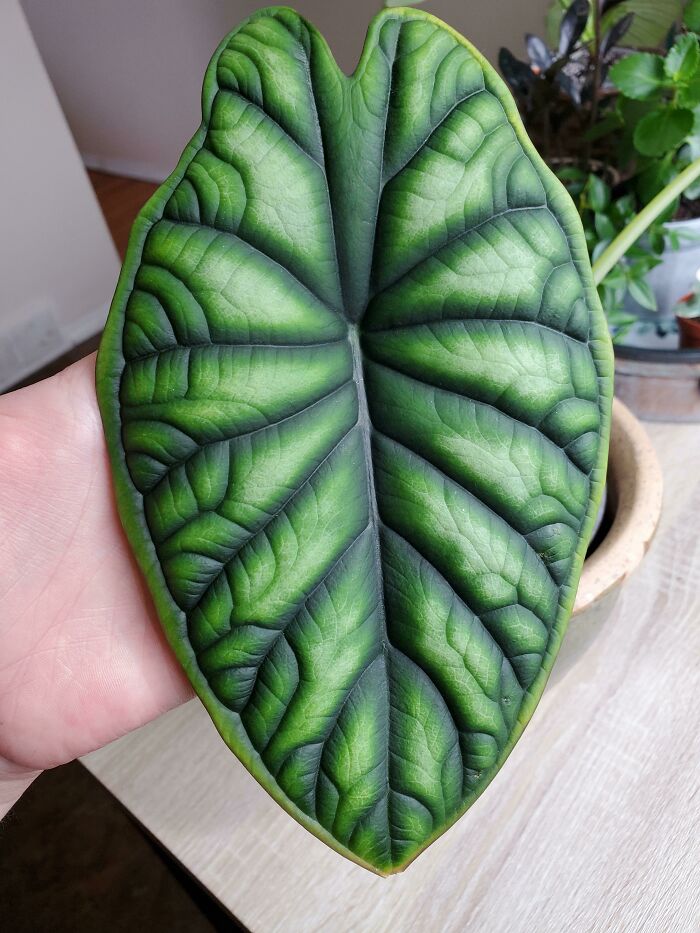 Close-up of a vibrant green leaf from an indoor garden plant.