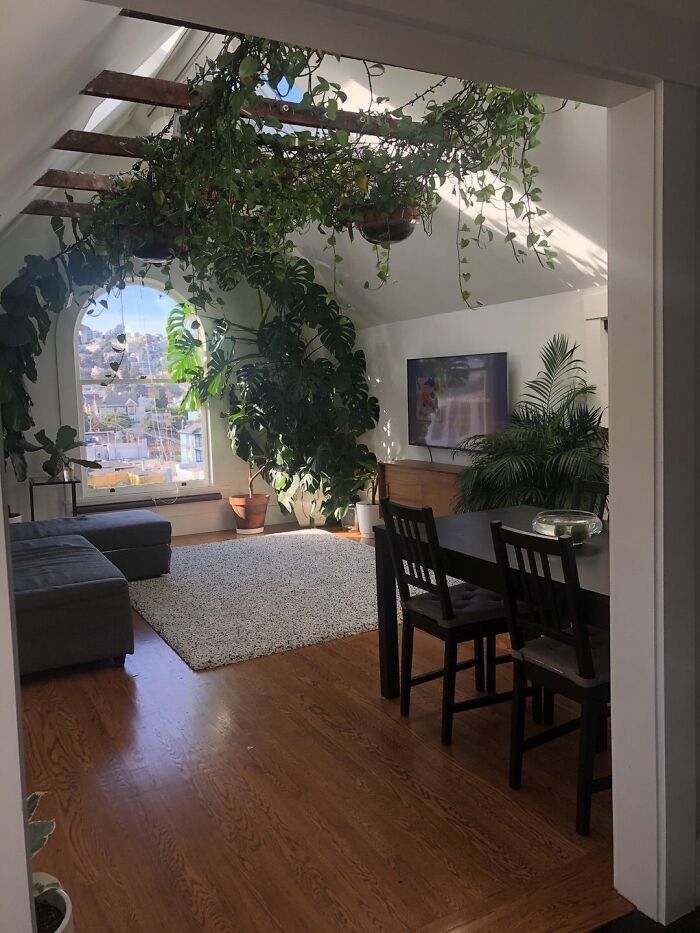 Indoor garden plants in a sunlit room, featuring hanging vines and potted greenery near a window and dining table.