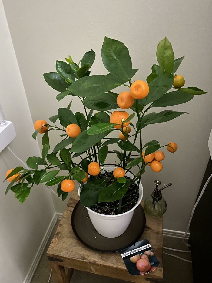 Indoor garden plant with orange fruits in a white pot on a wooden table.