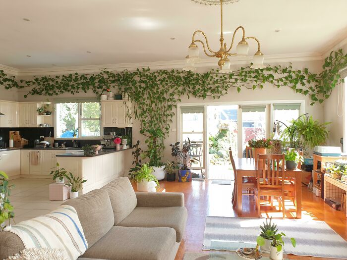 Indoor garden with lush plants decorating a bright living and dining area.