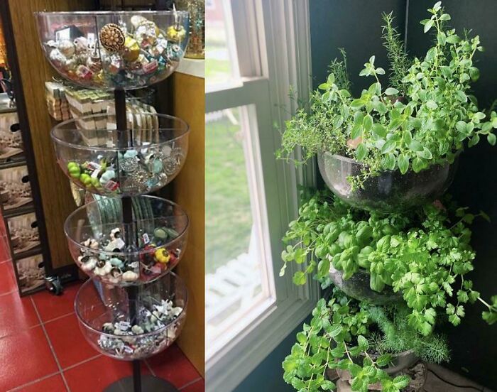 Indoor garden plants in tiered planters by a window for natural light.