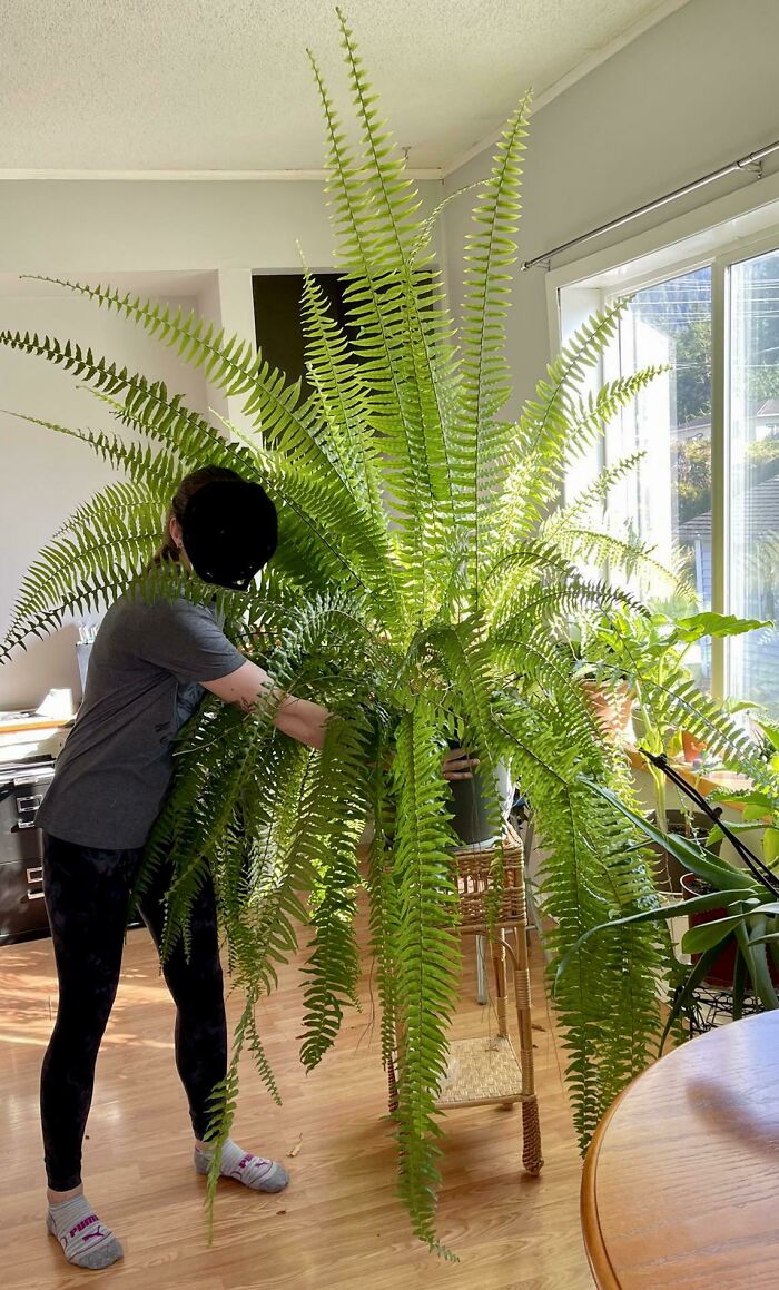 A person tending to a large indoor fern plant in a bright room.