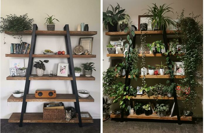 Indoor garden plants on wooden shelves, displaying a variety of greenery in a home setting.