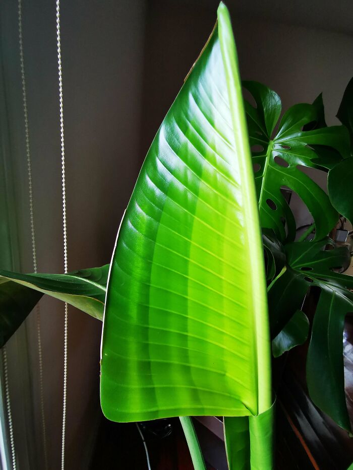 Large vibrant green leaf of an indoor plant with sunlight filtering through, showcasing natural beauty and texture.