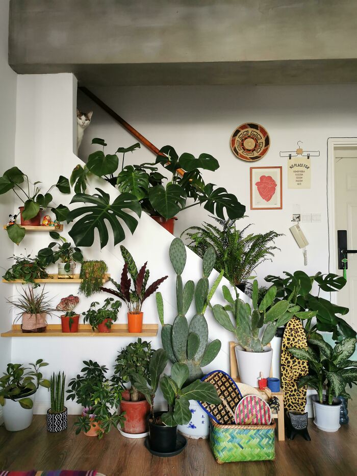 Indoor garden plants arranged on shelves and floors, creating a lush, green corner in a modern living space.