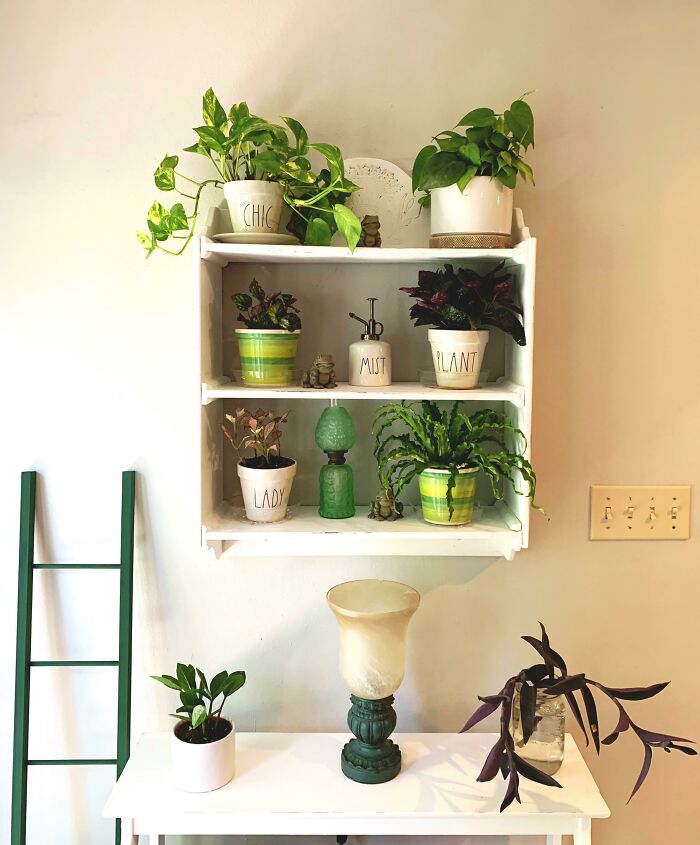 Indoor garden plants arranged on white shelves with green accents, featuring various leafy houseplants in decorative pots.