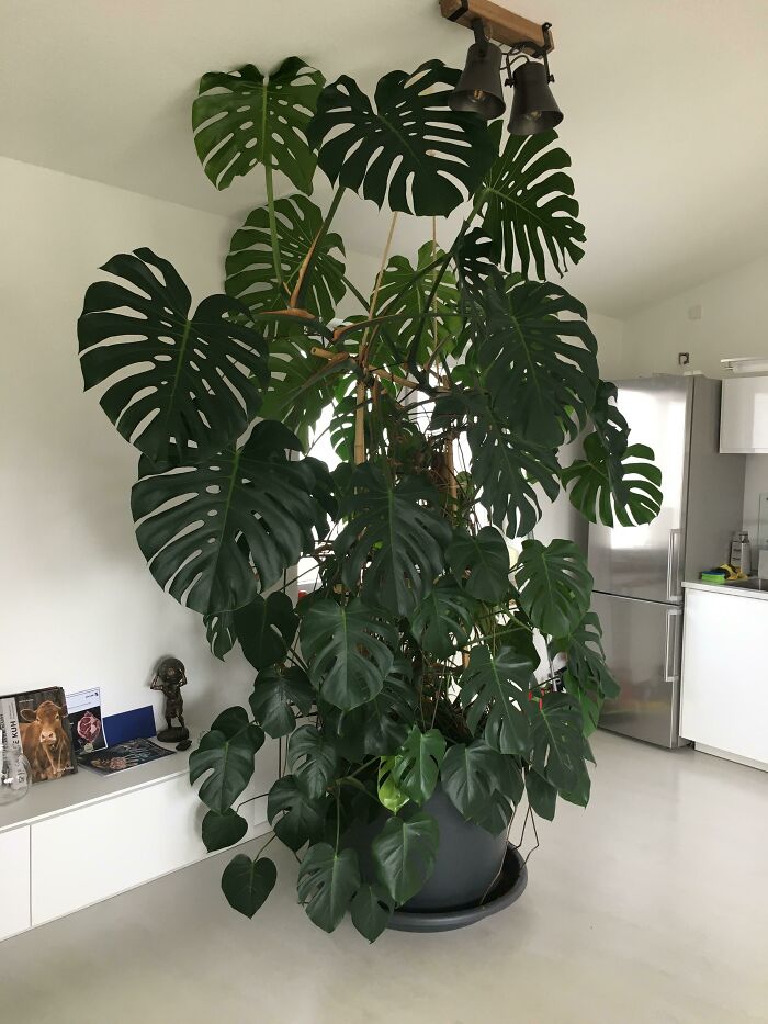 Large Monstera plant thriving indoors, showcasing lush green leaves in a modern kitchen setting.