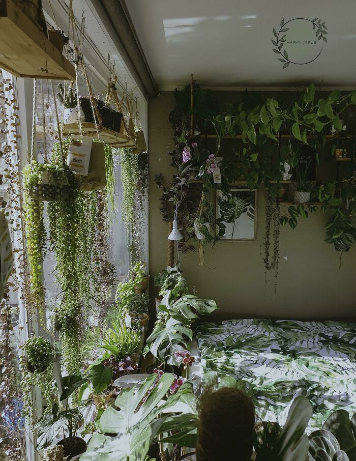 Indoor garden plants in a cozy room with hanging greenery and sunlight streaming through a window.