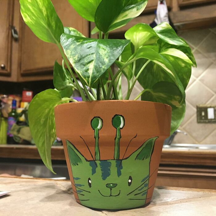 Pothos plant in a whimsical cat-decorated pot on a kitchen counter, perfect for indoor garden enthusiasts.