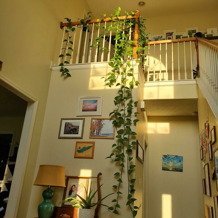 Indoor garden plants cascading down a staircase railing, framed by wall art and illuminated by warm sunlight.