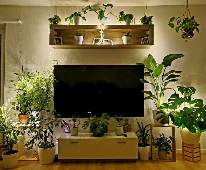 Indoor garden plants surrounding a modern TV setup in a living room.