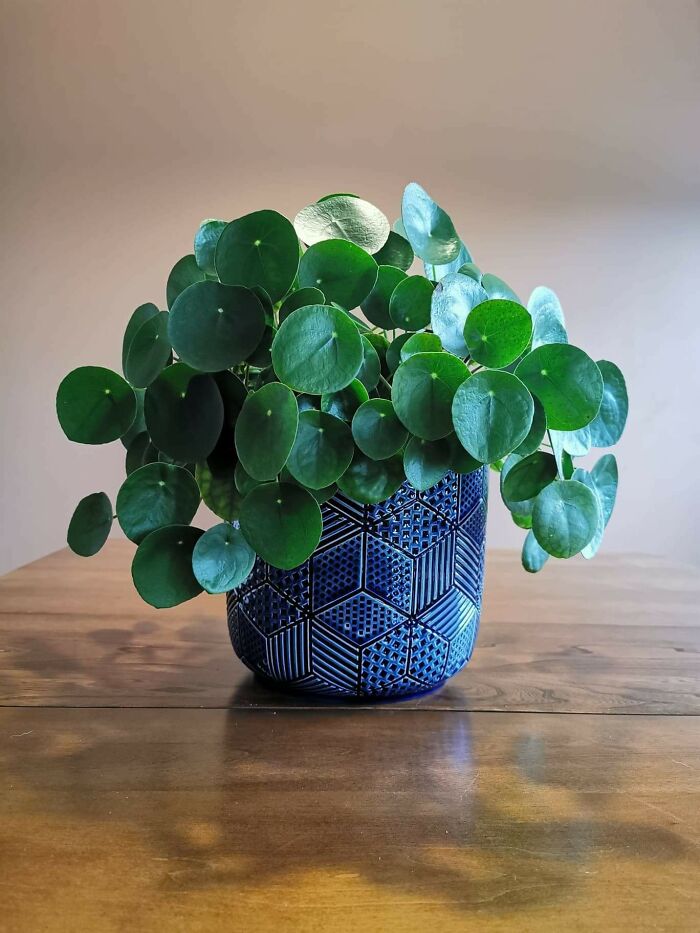 Indoor garden plant in a decorative blue pot on a wooden table.