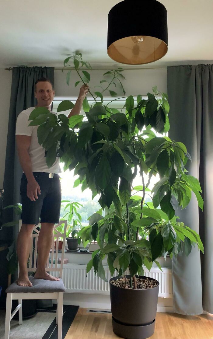 Man standing on chair next to tall indoor garden plant in a pot, reaching toward ceiling.