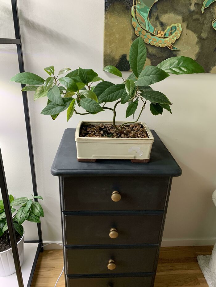 Indoor garden plants on a black cabinet, showcasing lush green leaves in a cozy home setting.