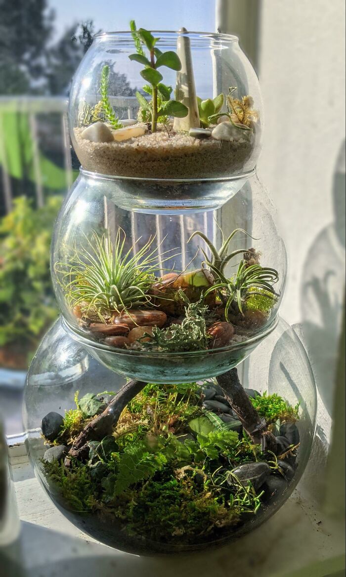 Stacked glass terrariums with various indoor garden plants in bright sunlight.