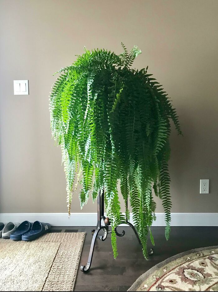 A lush indoor fern plant on a stand adds greenery to a room with neutral walls.