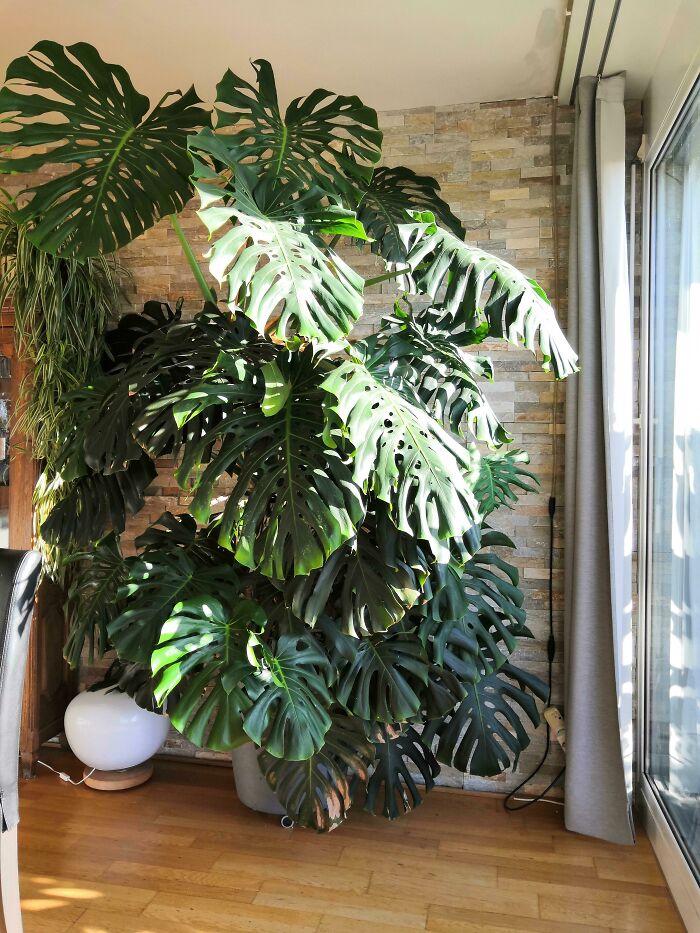 Large monstera plant in a sunlit indoor garden beside a stone wall.