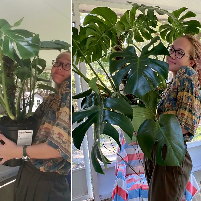 Person holding large indoor garden plant with lush green leaves.