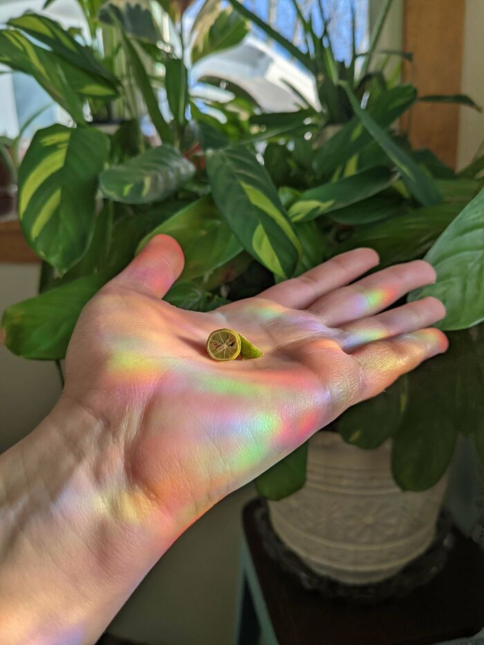 Hand holding a small lime slice in sunlight, with indoor garden plants in the background.