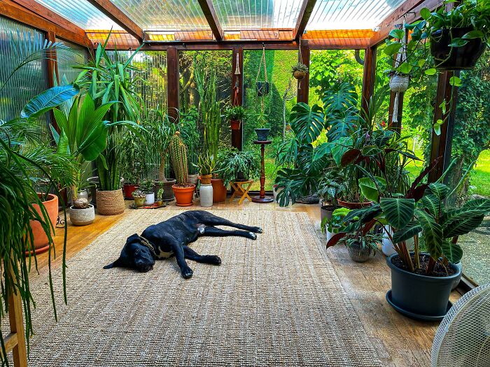 Indoor garden with lush plants and a relaxed dog on a woven rug in a sunlit room.