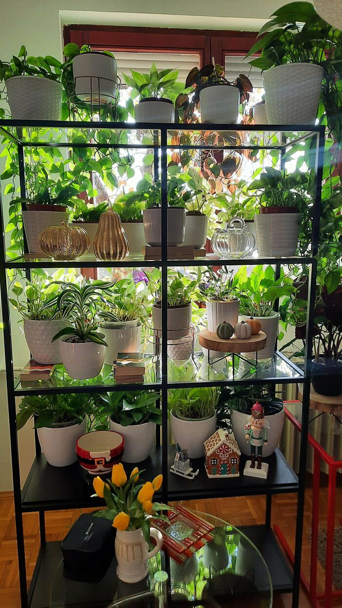 Indoor garden plants in white pots on a multi-tiered black shelf by a window, with decorative items.