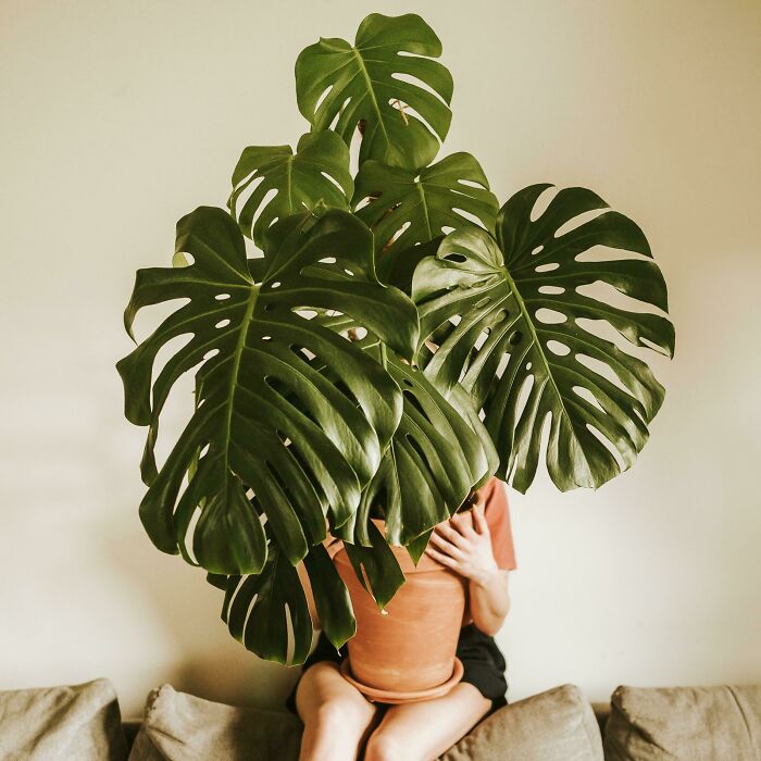 A person holding a large monstera plant indoors, seated on a couch.