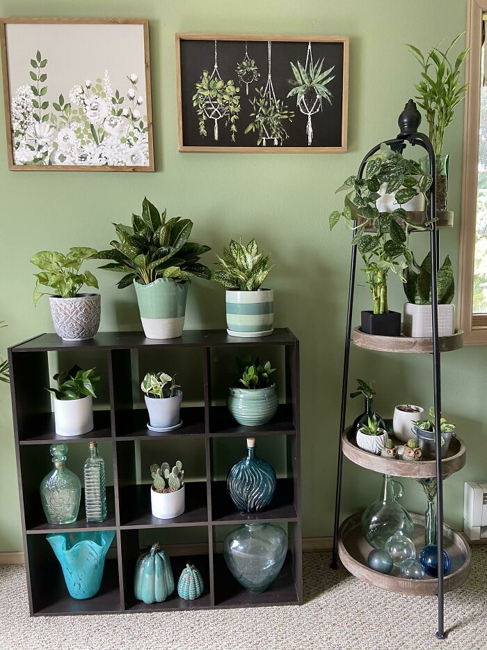 Indoor garden plants on shelves with decorative pots, framed botanical art on green wall.