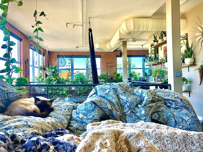 Indoor garden plants in a cozy loft with natural light and a cat on a bed.