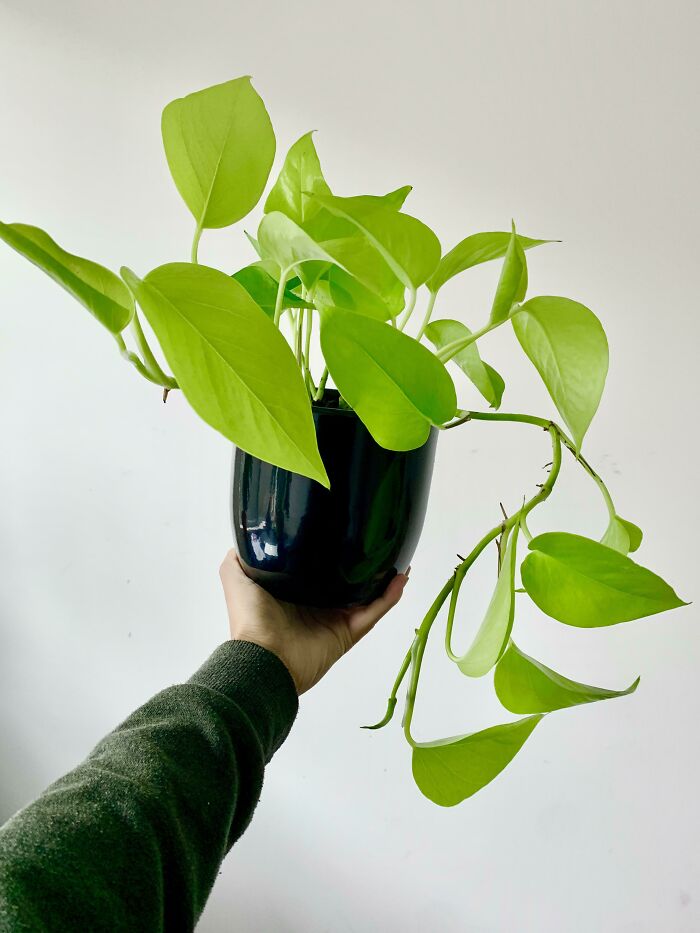 Hand holding a vibrant green indoor garden plant in a black pot against a white background.