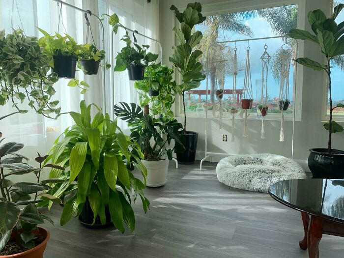 Indoor garden with various plants in pots, bright natural light, and a cozy atmosphere.