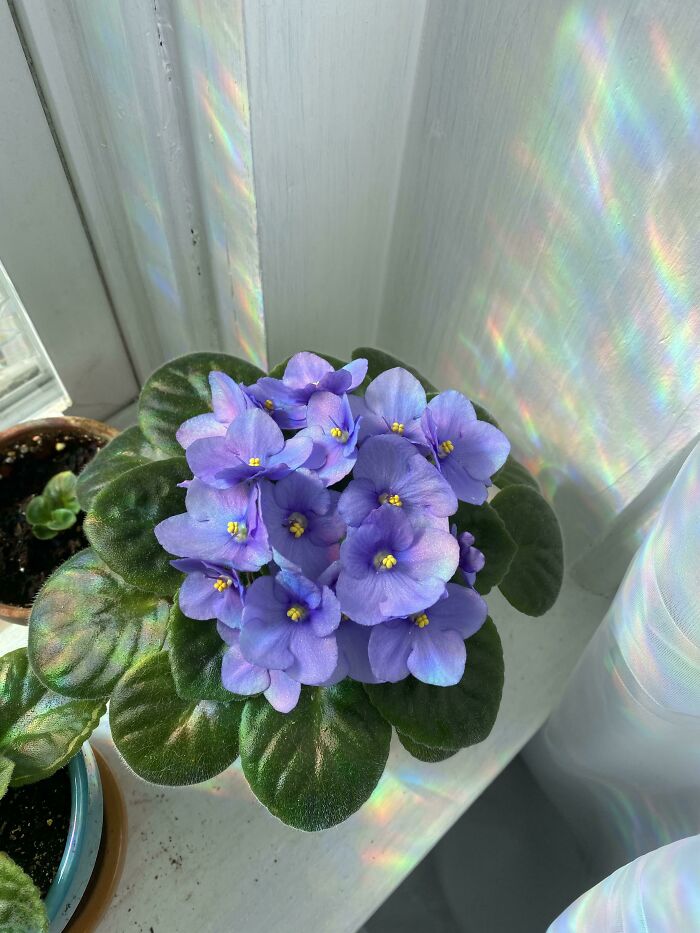 Purple indoor garden plant with vibrant flowers and green leaves on a windowsill.