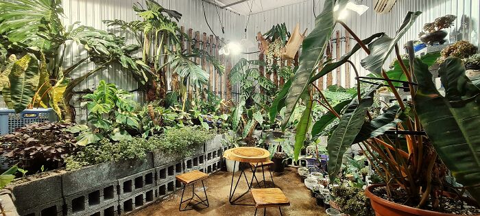 Indoor garden with lush plants and wooden chairs in a cozy setting, perfect for plant enthusiasts seeking inspiration.