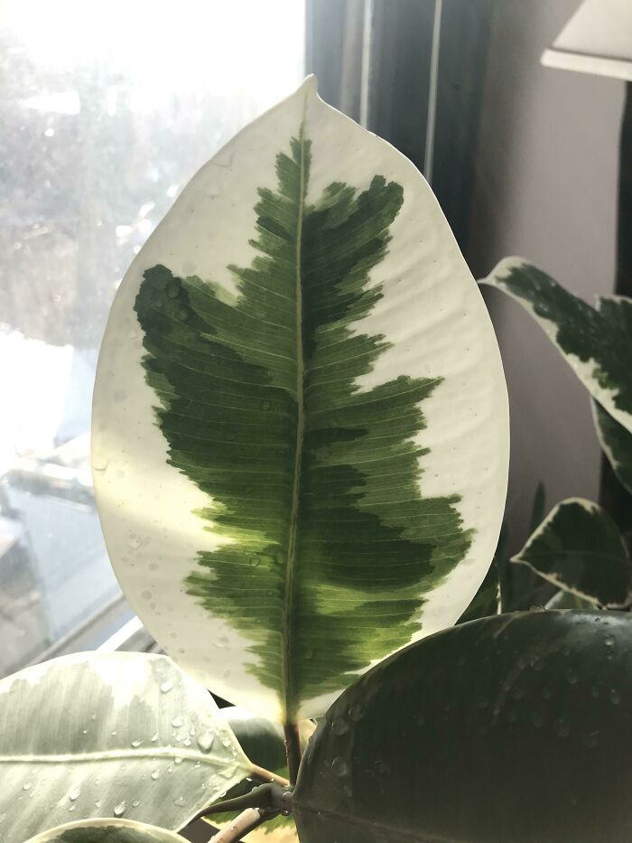 Variegated indoor garden plant leaf with green and white patterns near a window.