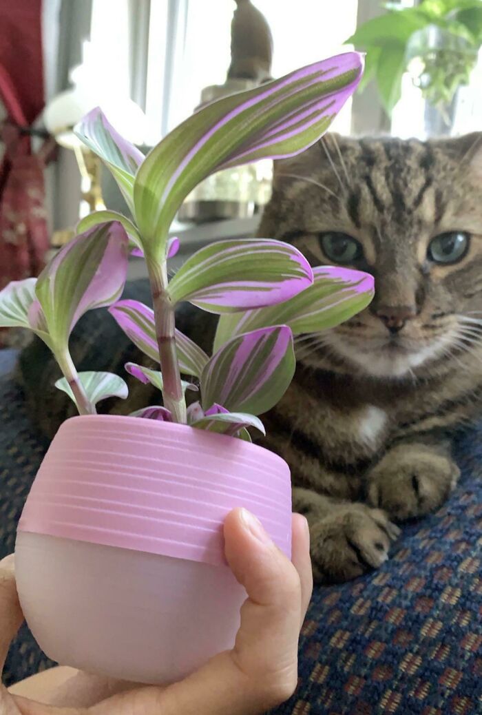 A cat sitting next to a striped indoor garden plant in a pink pot.