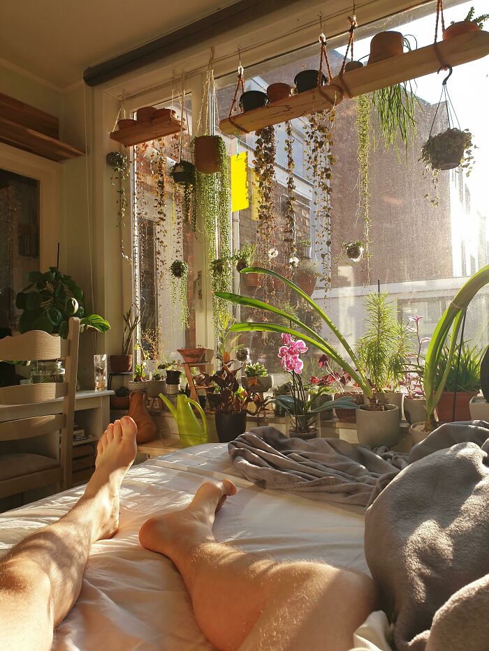 Cozy room with indoor garden plants, sunlight streaming through window, diverse potted greenery creating a tranquil atmosphere.