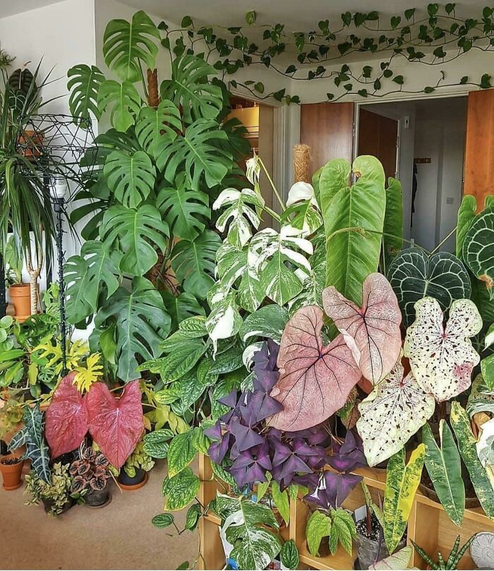 Indoor garden displaying diverse green and colorful plants in a cozy room setting.