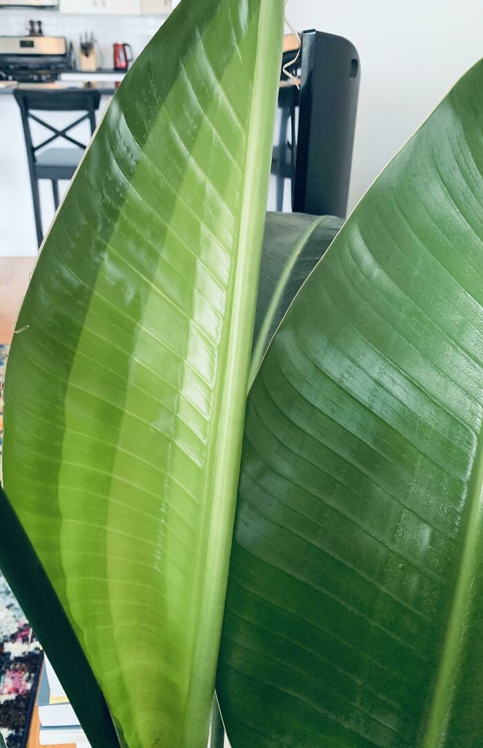 Close-up of large green indoor garden plant leaves with kitchen in the background.