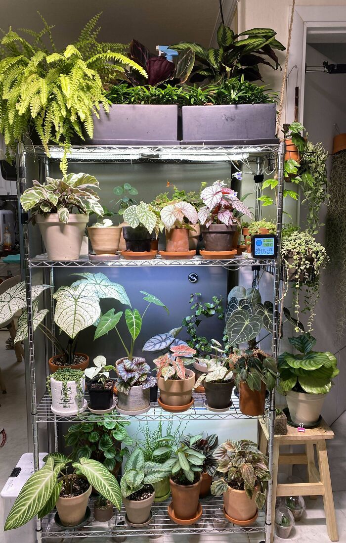 Indoor garden plants displayed on shelves with various leafy greens and potted varietals.