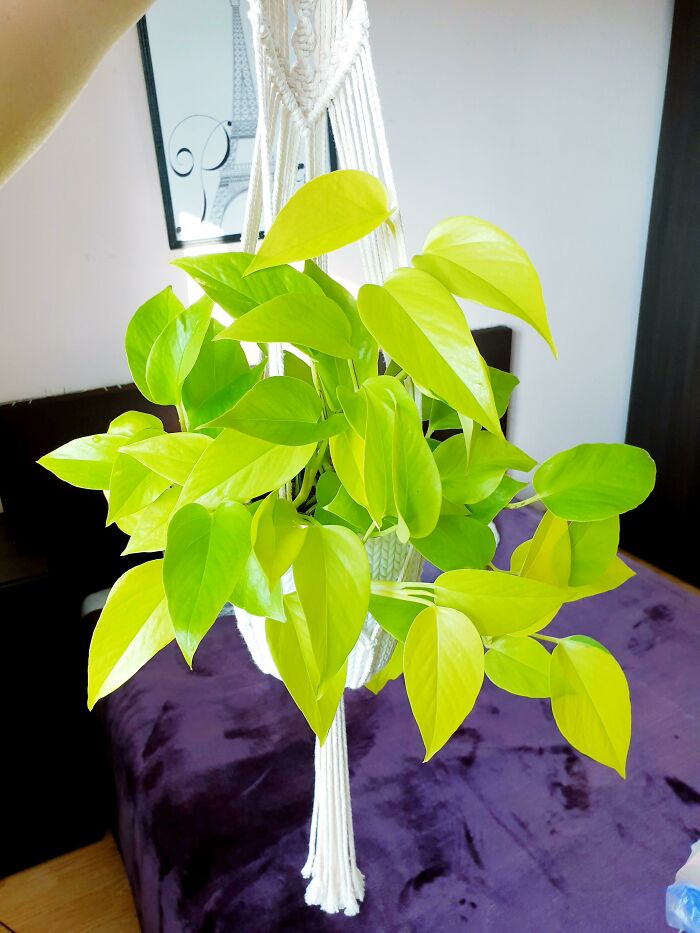 Hanging indoor garden plant with vibrant green leaves in a macrame holder.