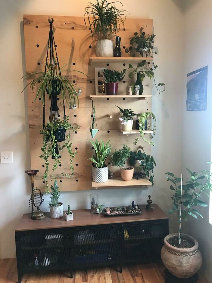 Indoor garden with various potted plants on shelves and cabinets, enhancing home decor.