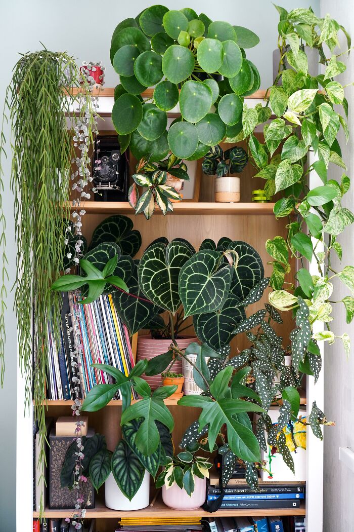 Indoor garden plants displayed on a wooden shelf with greenery cascading down.