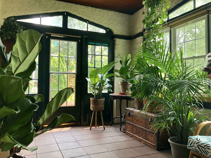 Indoor garden with lush green plants by sunlit windows, showcasing vibrant indoor gardening ideas.