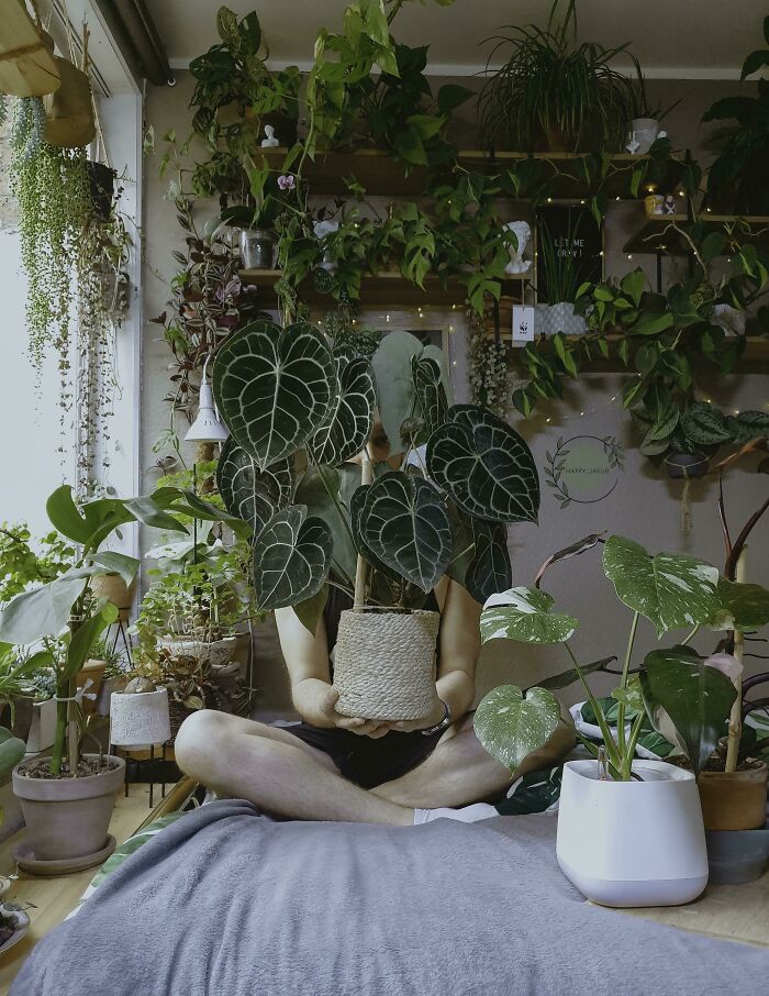 Indoor garden plants arranged in a cozy room with various potted greenery on shelves and floor.