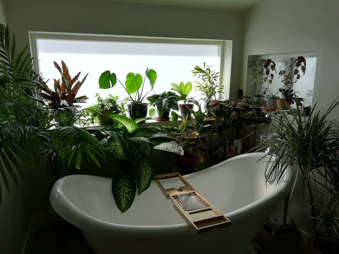 Indoor garden plants surrounding a bathtub, creating a lush green sanctuary in a modern bathroom.