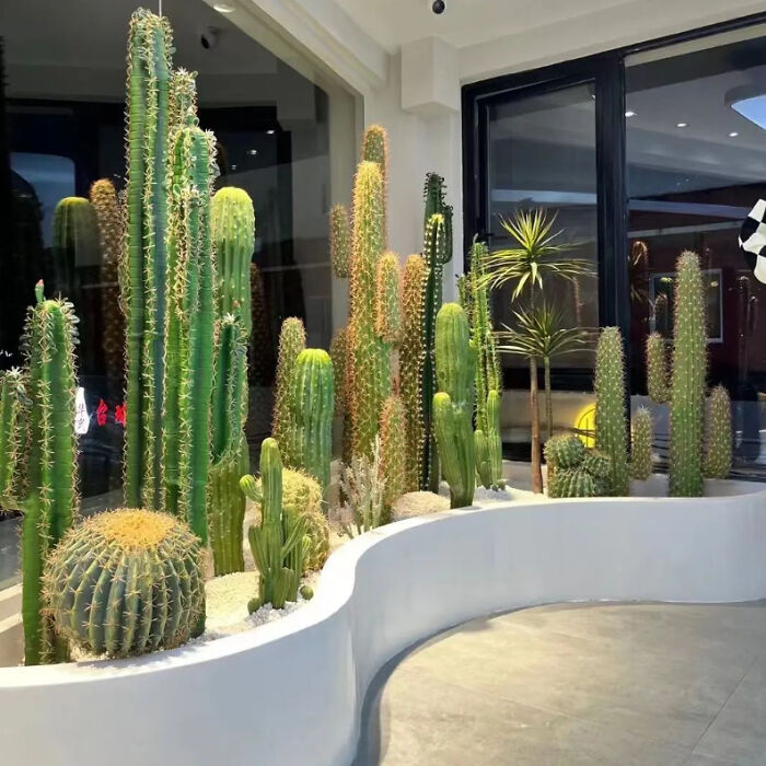 Indoor garden with tall cacti and succulents in a modern living space.