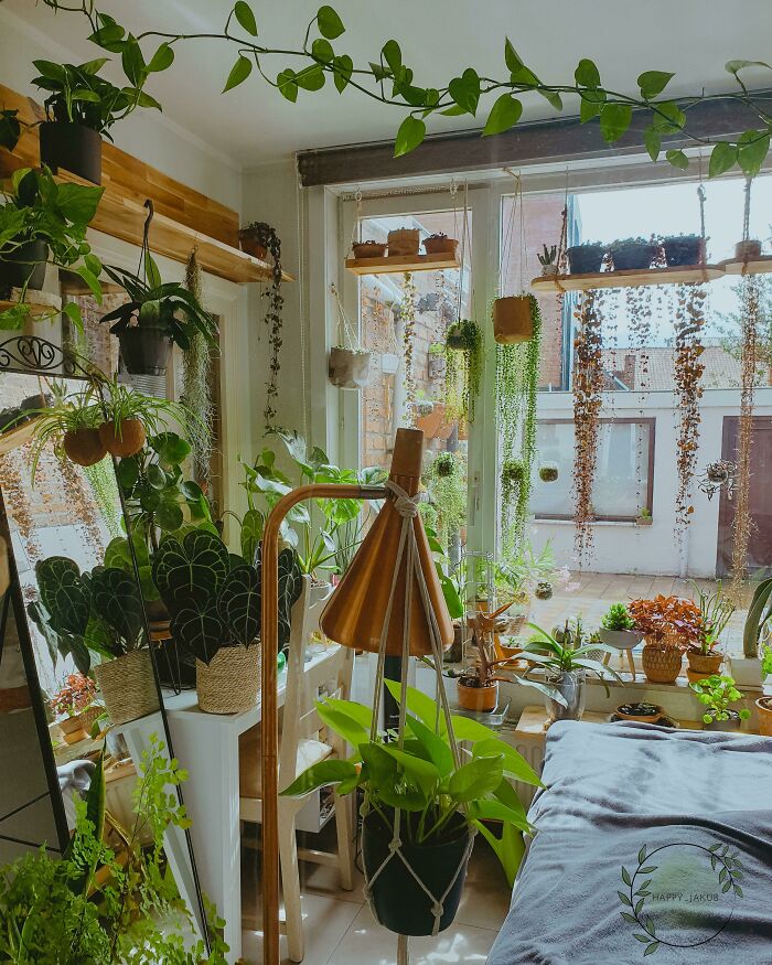 Indoor garden with various plants near a window, showcasing lush greenery and hanging pots.