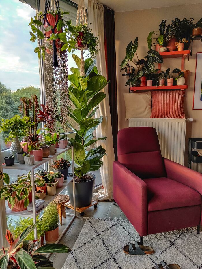 Indoor garden with various plants in a cozy living room, featuring a large fiddle leaf fig and a red armchair.