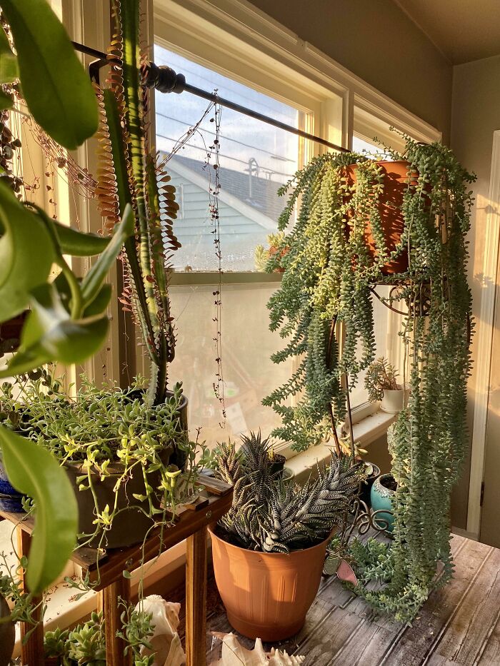 Indoor garden with hanging plants and succulents near sunny windows.